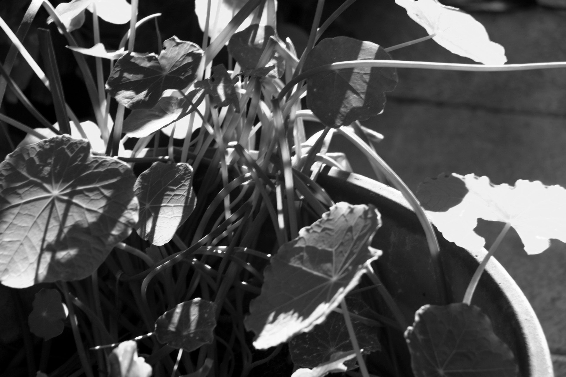 Canon EOS 760D (EOS Rebel T6s / EOS 8000D) sample photo