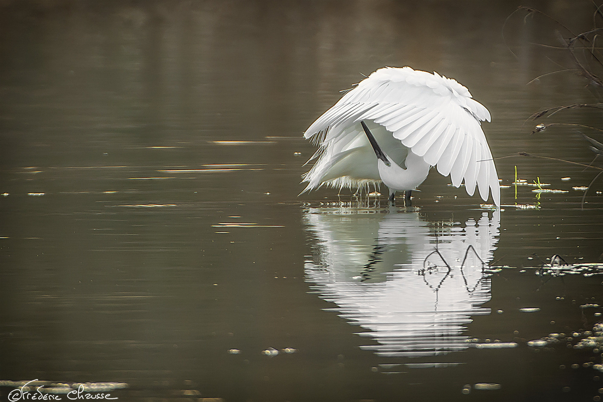 Nikon D800E + Nikon AF-S Nikkor 200-400mm F4G ED-IF VR sample photo. Little egret photography