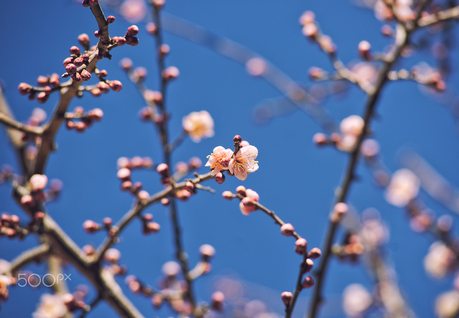Minolta AF 80-200mm F2.8 HS-APO G sample photo. Plums in tongdosa tample photography