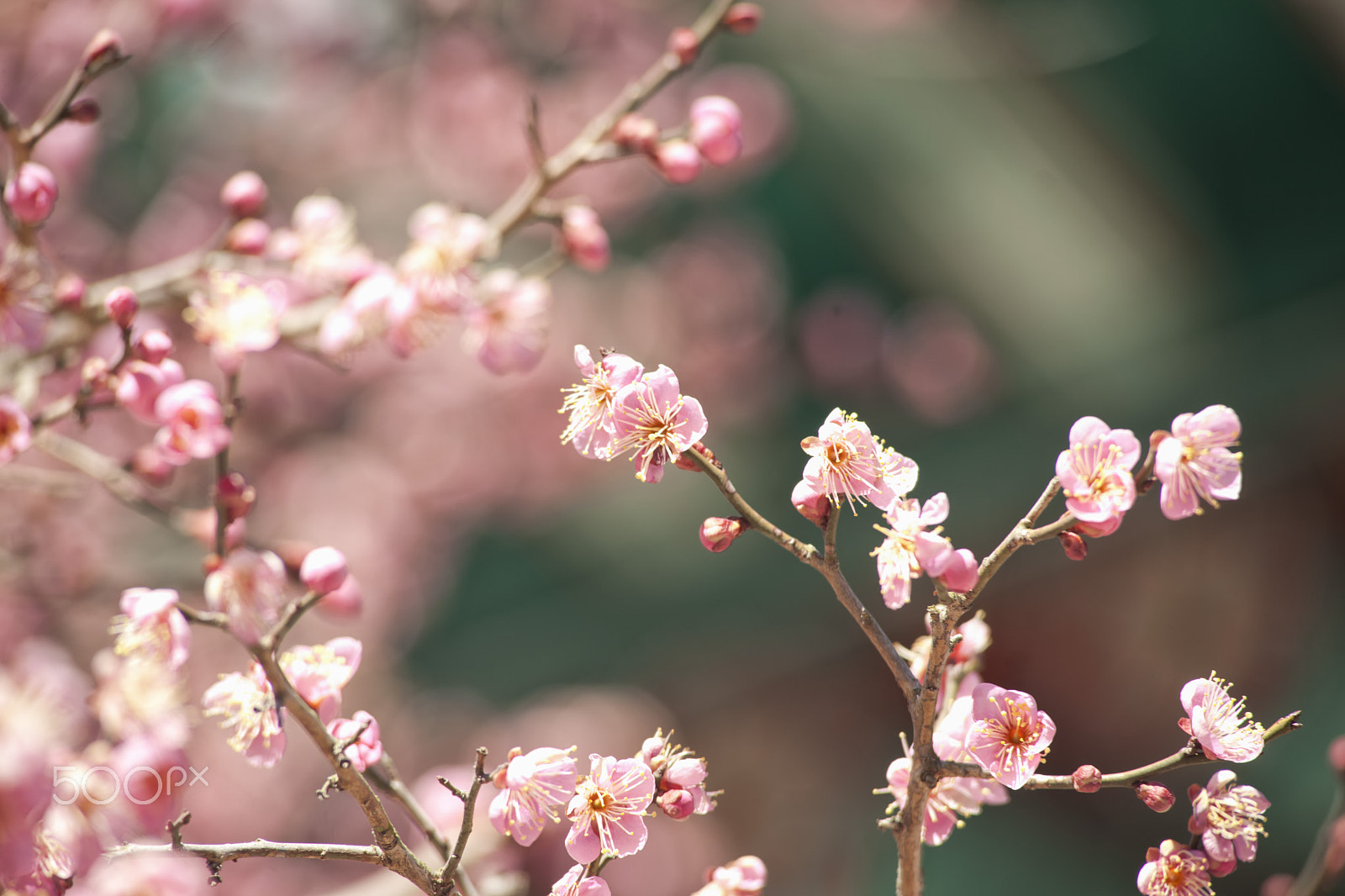 Minolta AF 80-200mm F2.8 HS-APO G sample photo. Plums in tongdosa tample photography