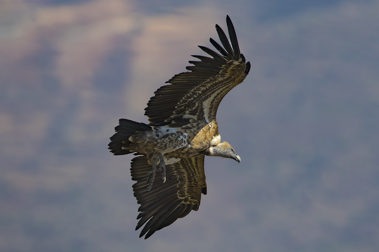 Canon EF 600mm f/4L IS sample photo. White backed vulture photography