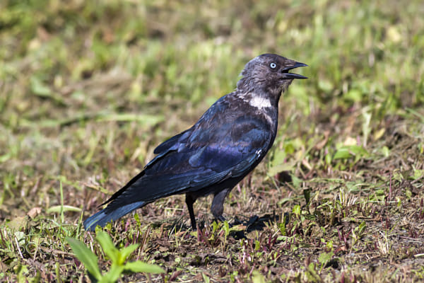 Jackdaw - 3 shot by Nick Patrin on 500px.com