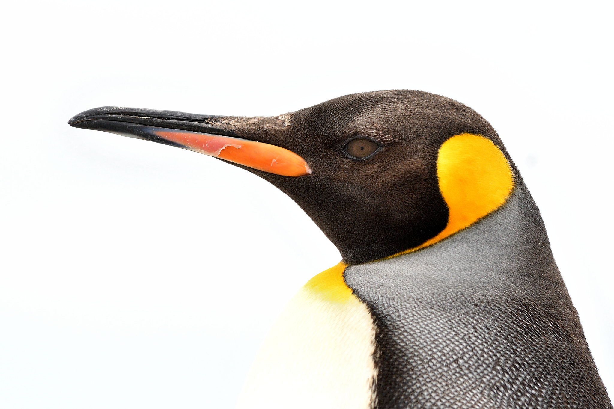 Nikon AF-S Nikkor 300mm F2.8G ED VR II sample photo. King penguin portrait photography