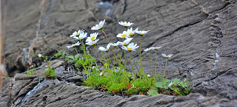 Nikon D7100 + Sigma 70-300mm F4-5.6 APO Macro Super II sample photo. Les fleurs des champs - les marguerites photography