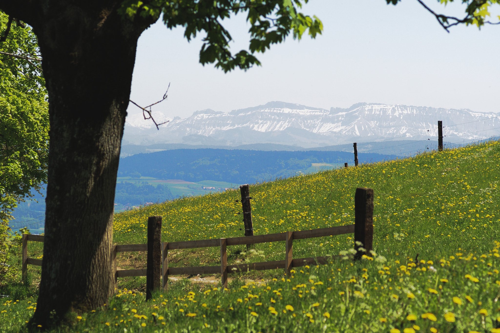 Sony Alpha DSLR-A100 sample photo. Alps and meadow photography