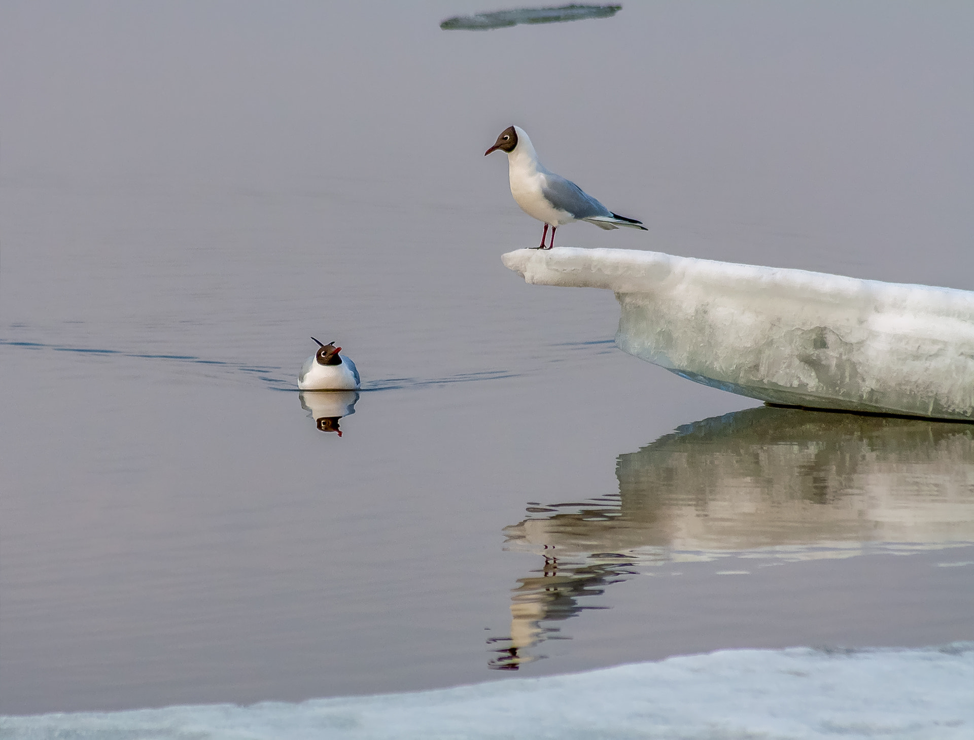 Sigma 70-300mm F4-5.6 APO DG Macro sample photo. Captain floe. photography