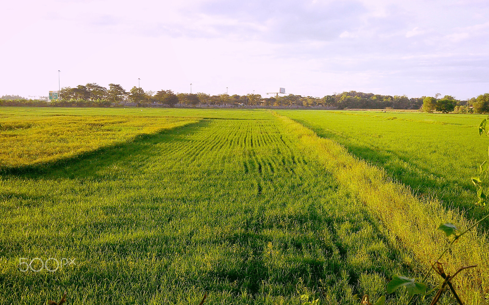 Xiaomi HM NOTE sample photo. Paddy field photography