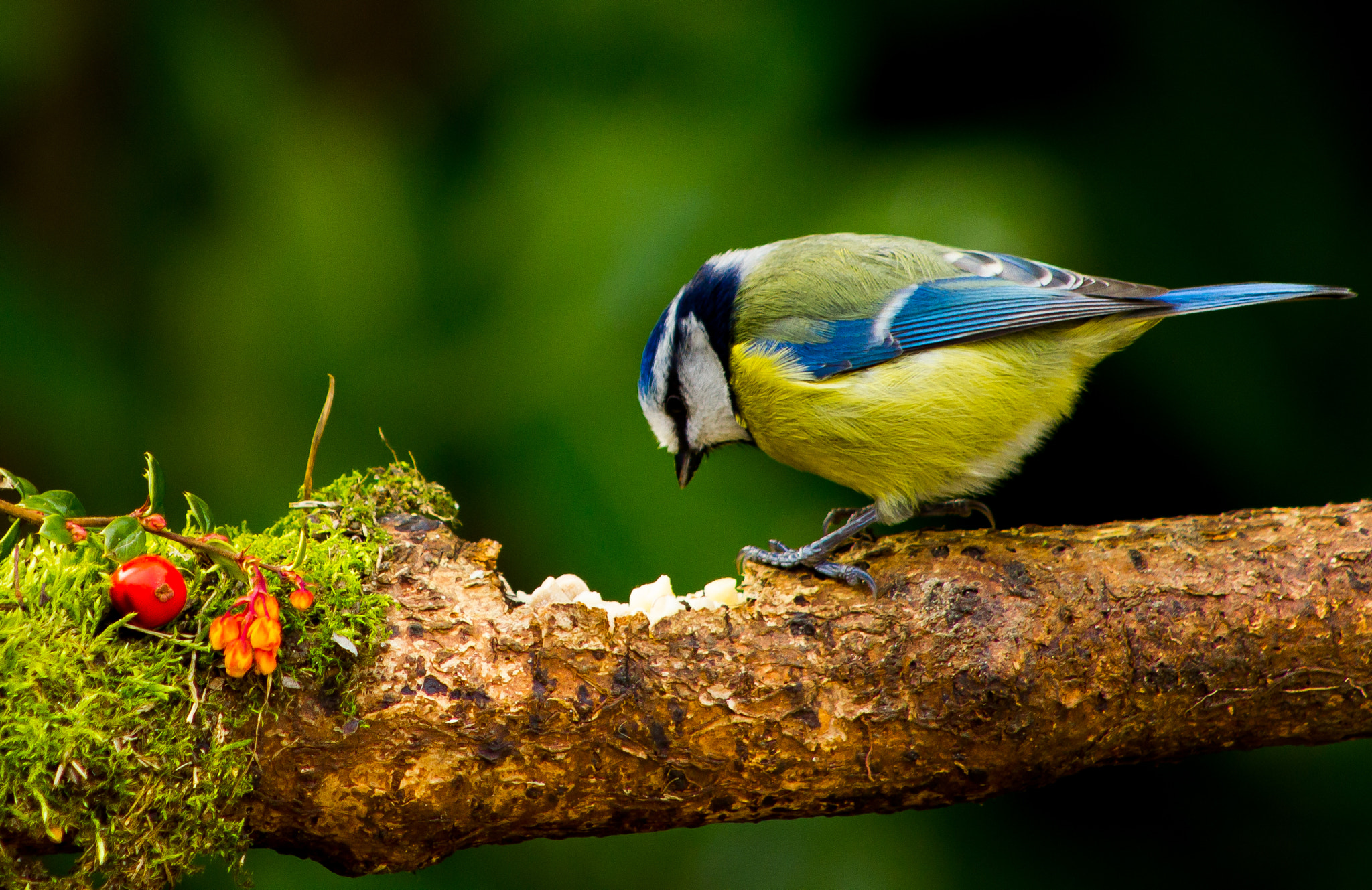 Canon EOS 550D (EOS Rebel T2i / EOS Kiss X4) + EF75-300mm f/4-5.6 sample photo. Blue tit photography