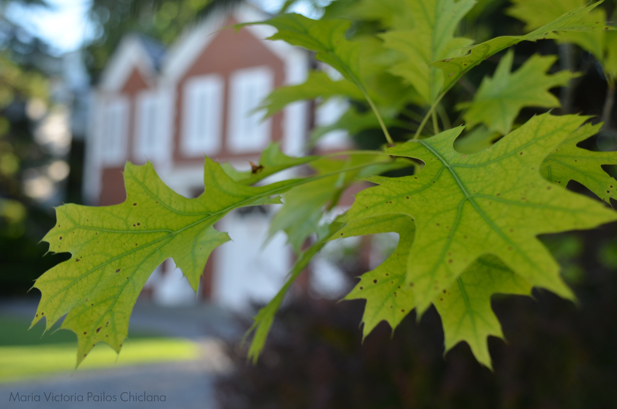 Nikon D7000 sample photo. The house between the maples photography