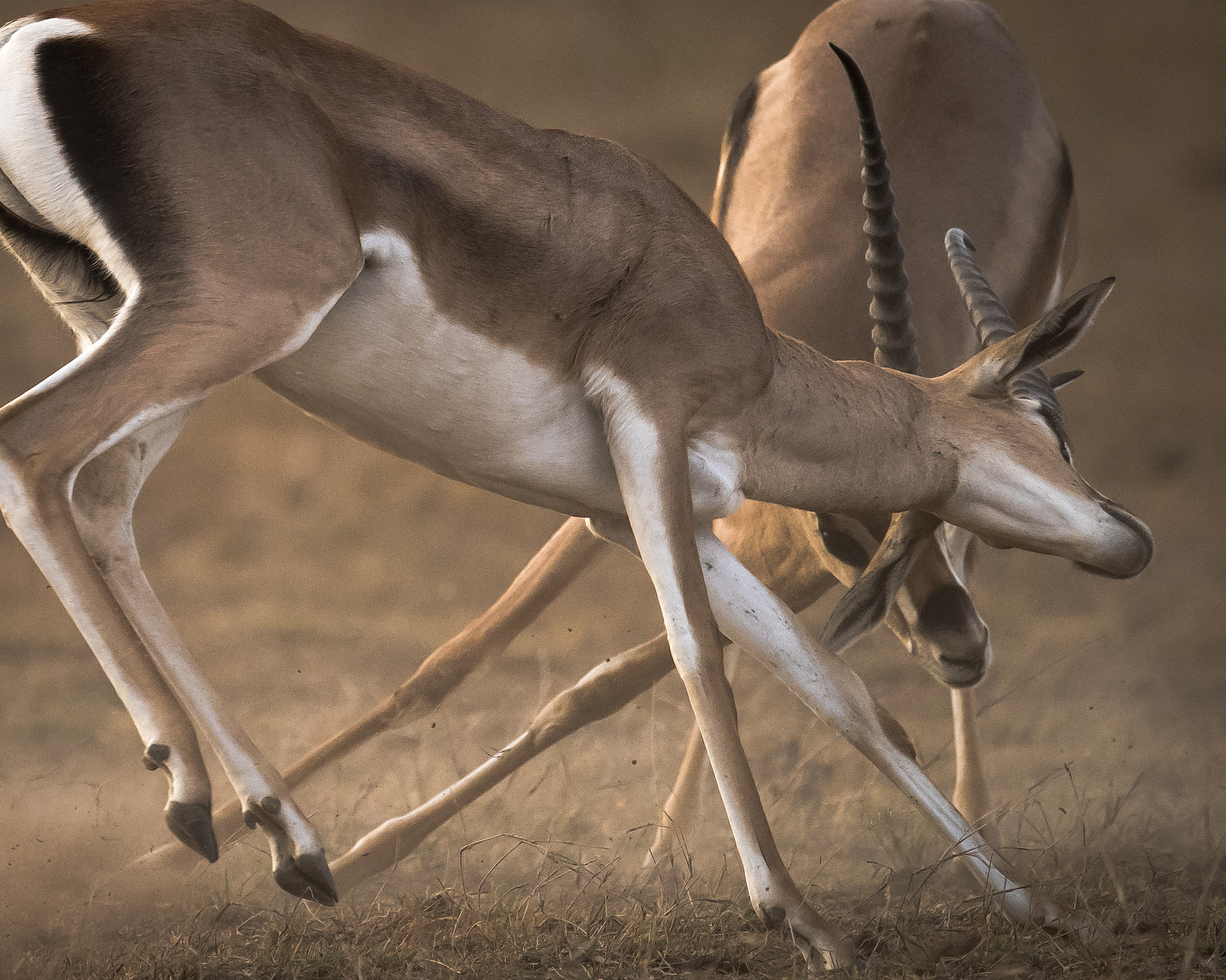 Nikon D810 + Nikon AF-S Nikkor 600mm F4G ED VR sample photo. Grants bang! photography