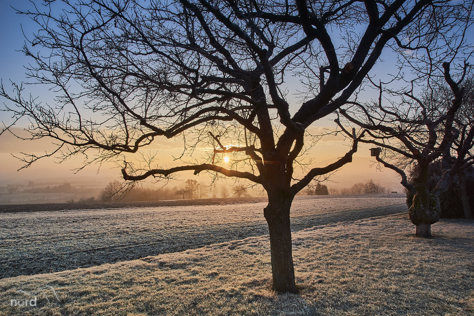 Sony SLT-A77 sample photo. Frostkuss photography