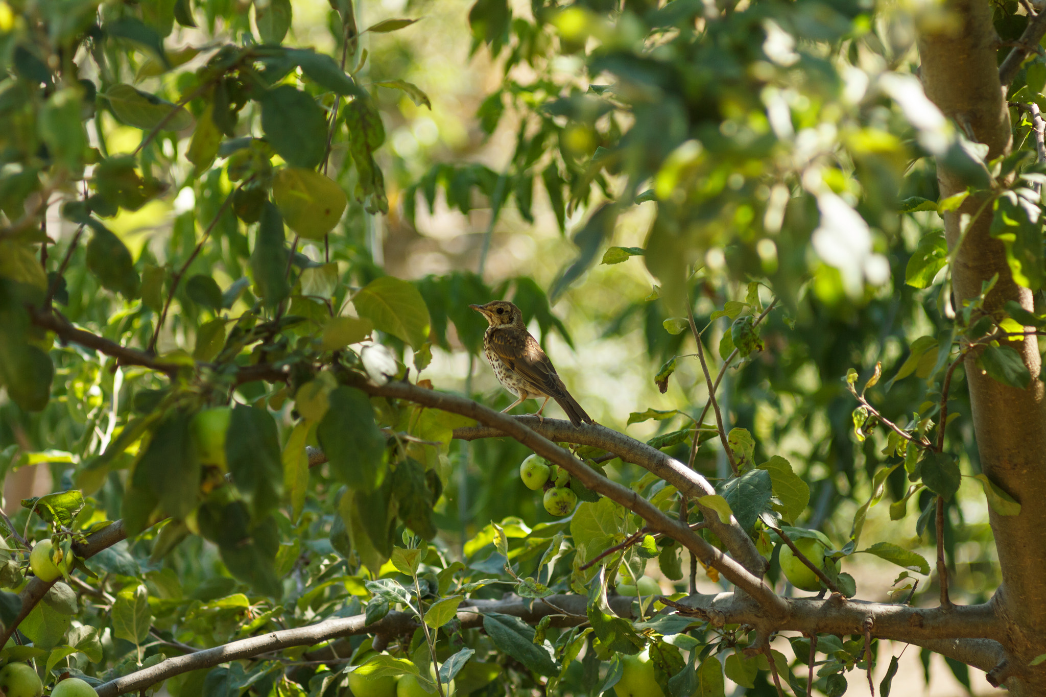 Canon EF 35-80mm f/4-5.6 sample photo. Mavis on the apple tree photography