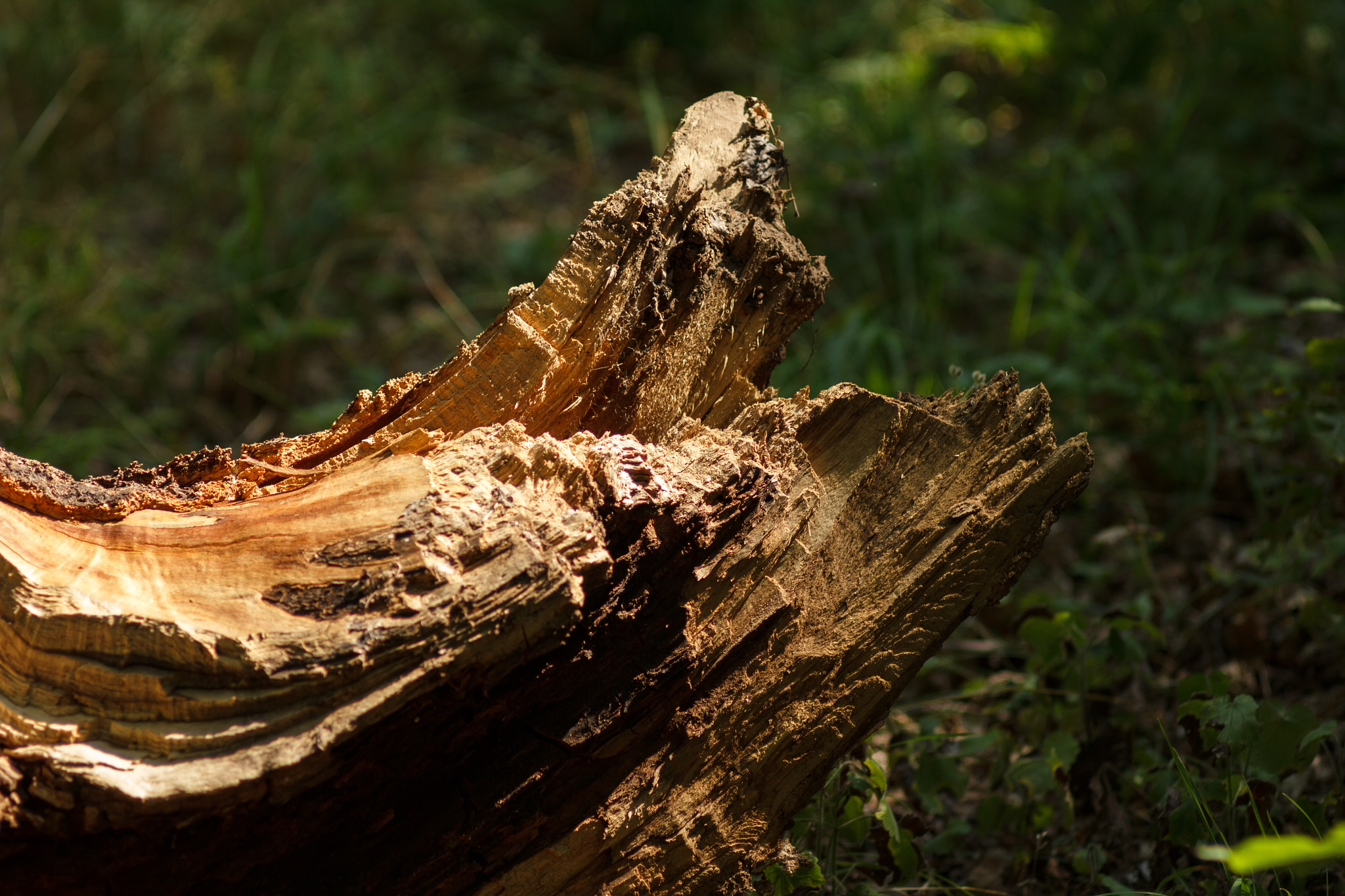 Canon EF 35-80mm f/4-5.6 sample photo. Sunlit snag in the forest photography