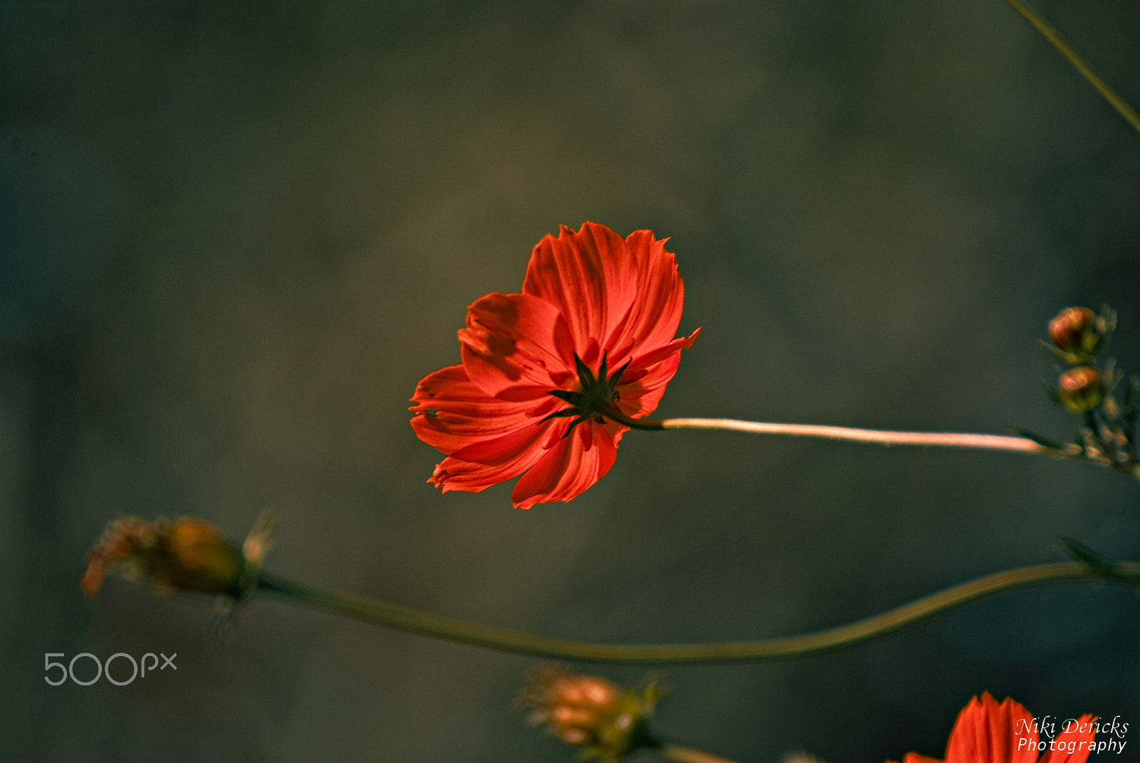 Nikon D3000 sample photo. Red photography