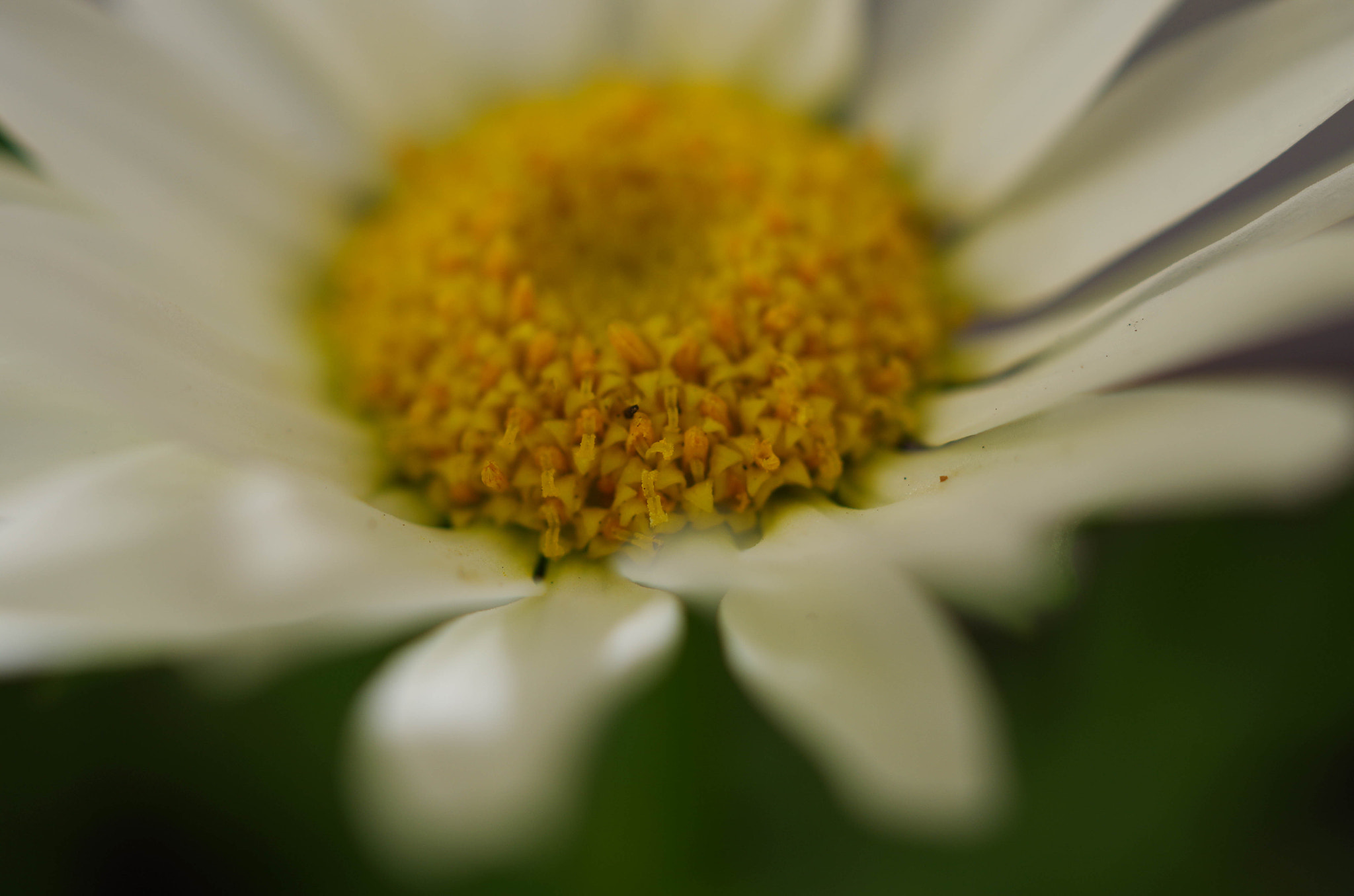 Pentax K-50 sample photo. Thumbelina photography