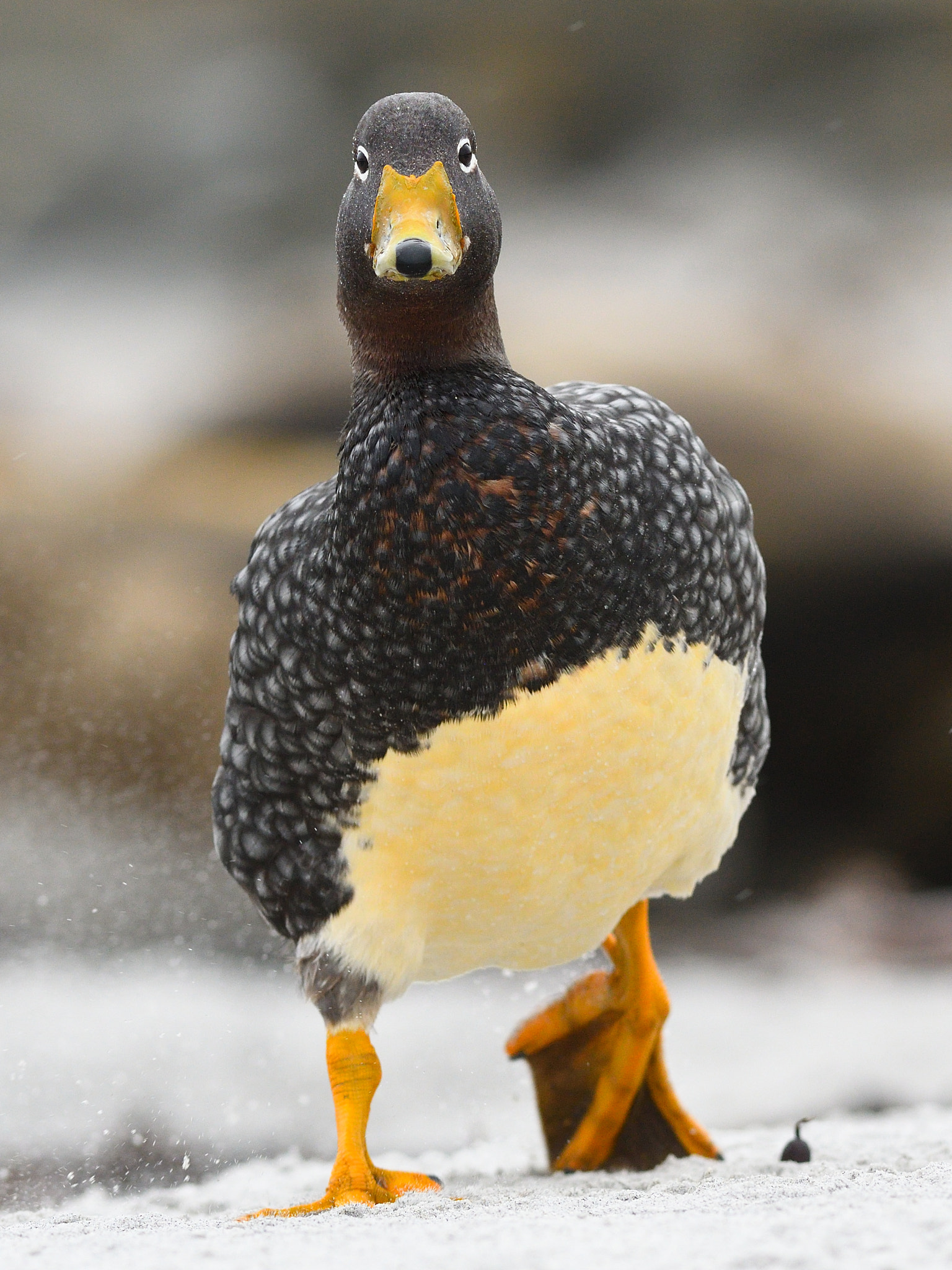 Nikon AF-S Nikkor 300mm F2.8G ED VR II sample photo. Falkland steamer duck photography