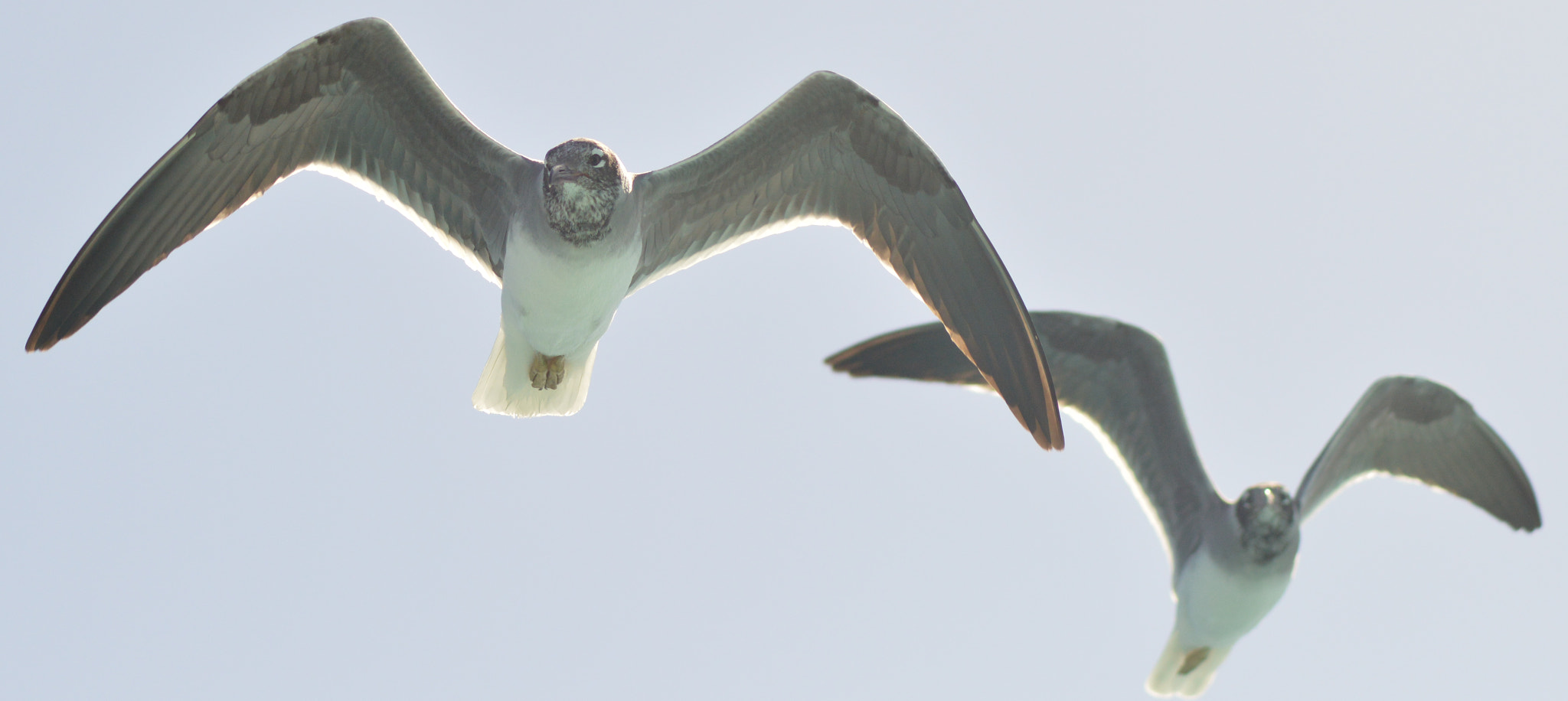 Nikon AF Nikkor 70-300mm F4-5.6G sample photo. Fly feel freedom photography