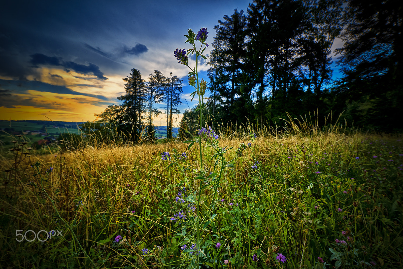 Nikon AF-S Nikkor 14-24mm F2.8G ED sample photo. Sommerabend photography