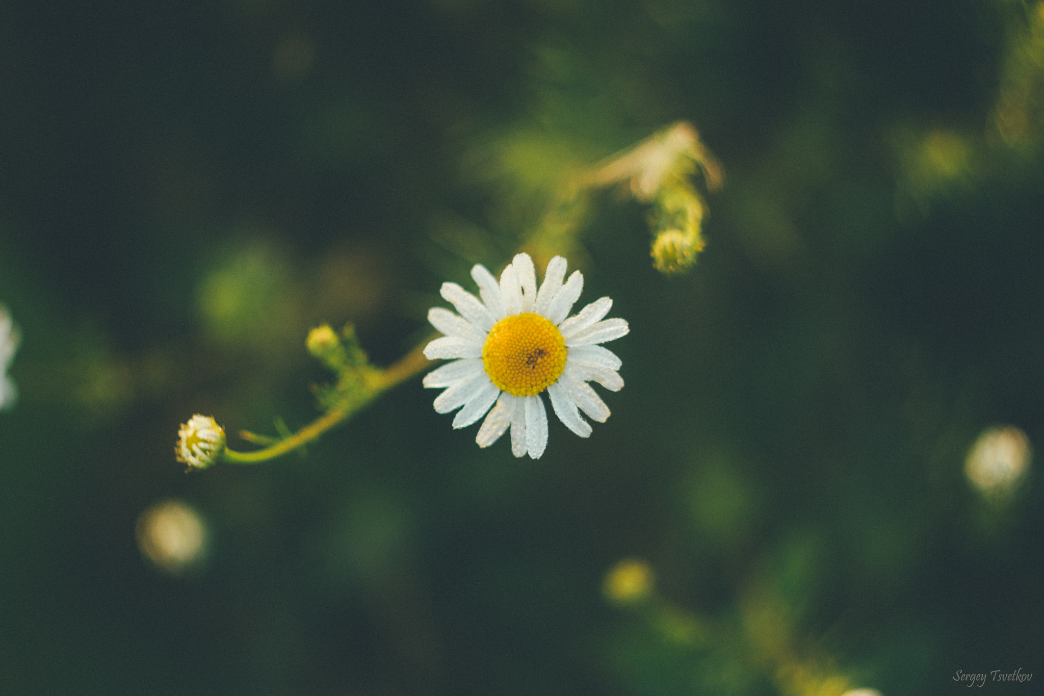 Canon EF 35-80mm f/4-5.6 sample photo. Chamomile photography