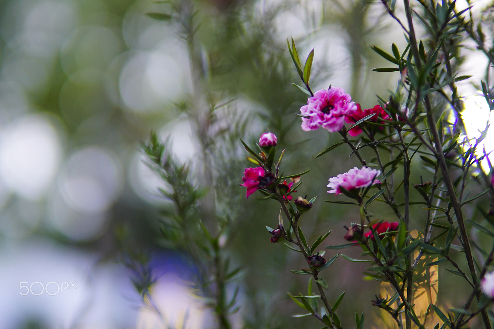Sony a6300 + 30mm F1.4 DC DN | Contemporary 016 sample photo. Flowers in spring photography