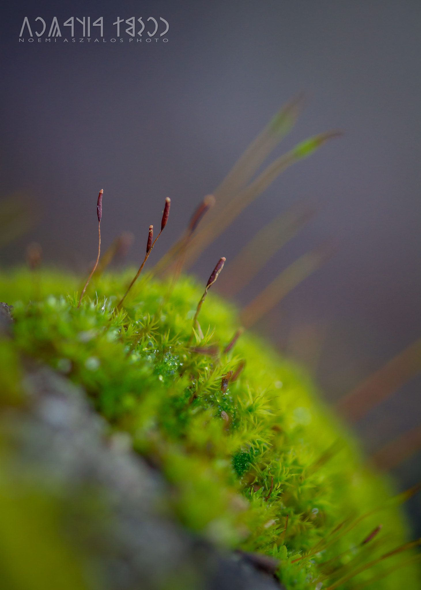 Canon EF 180mm F3.5L Macro USM sample photo. Moss flowers photography