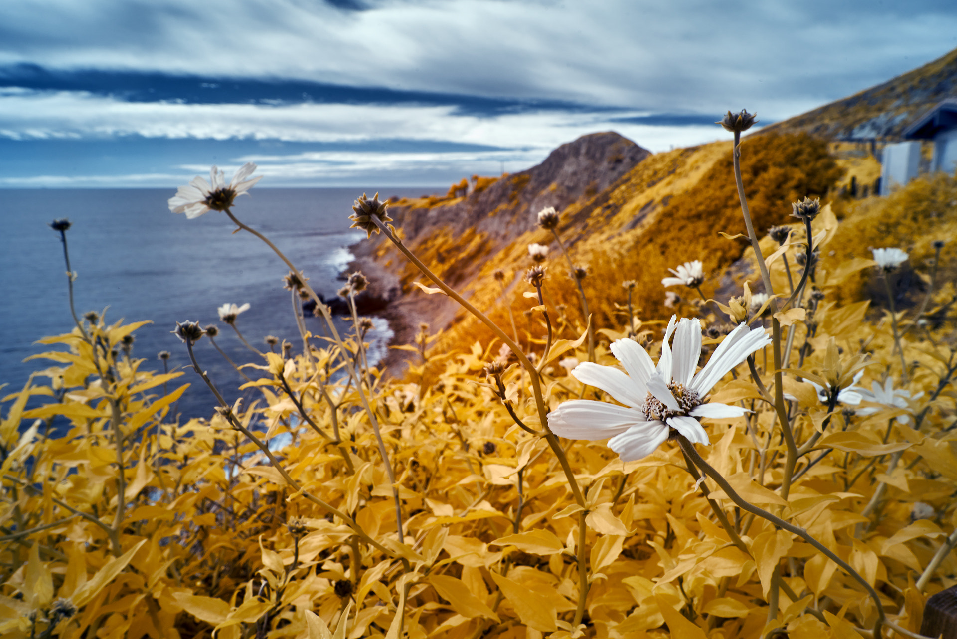 Sony a7R sample photo. Cliffside california wild flowers infrared photography