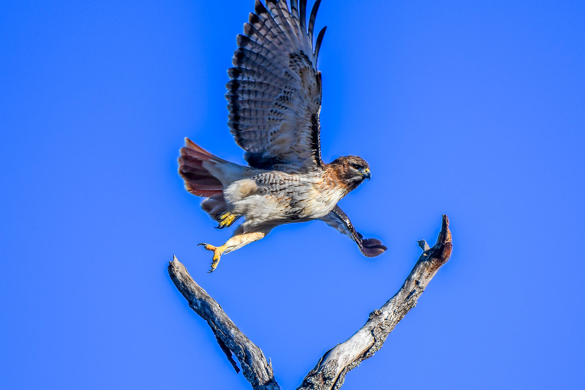 Nikon D500 sample photo. Hawk at fort chaffee, arkansas photography