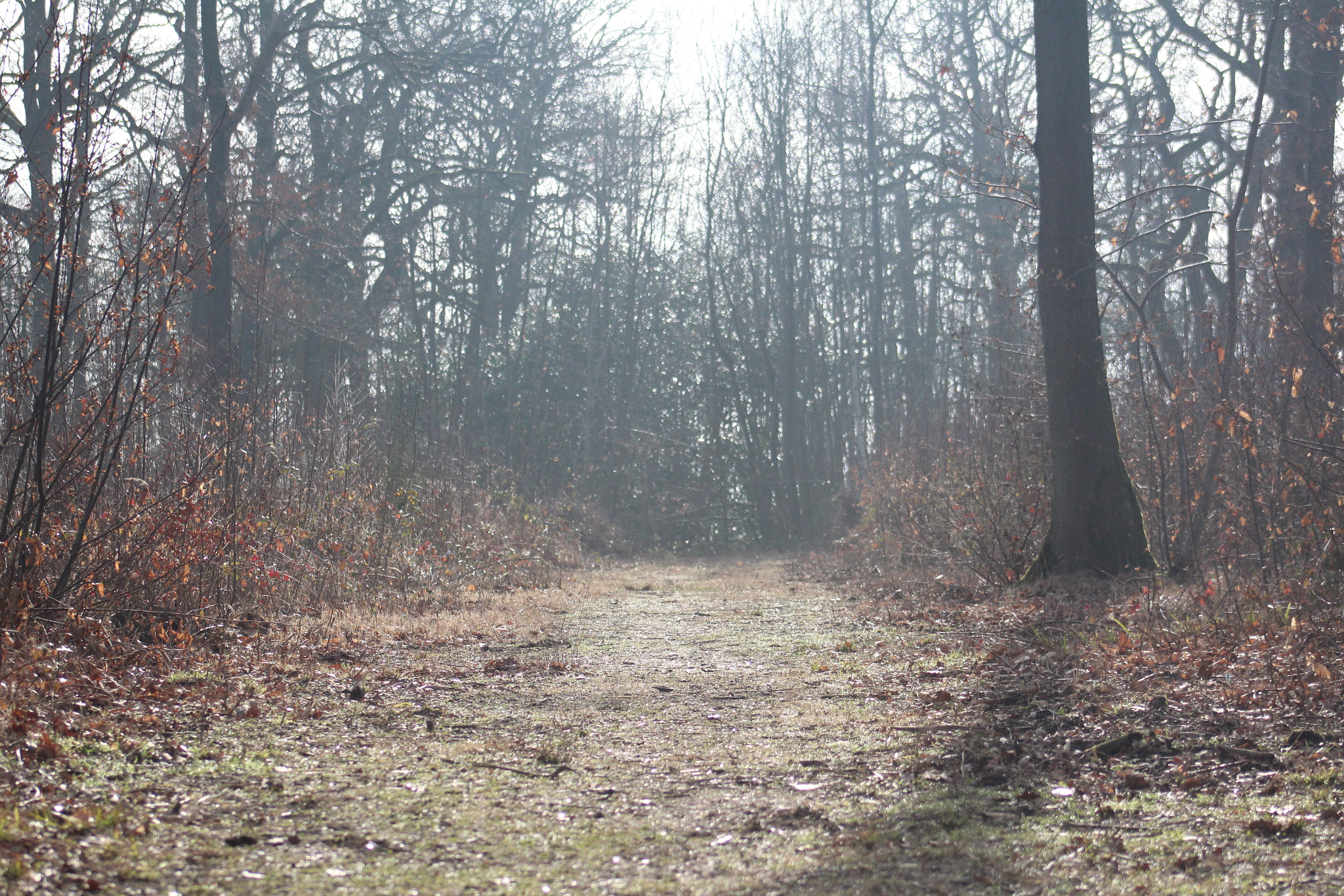 Canon EF 75-300mm f/4-5.6 USM sample photo. Img photography