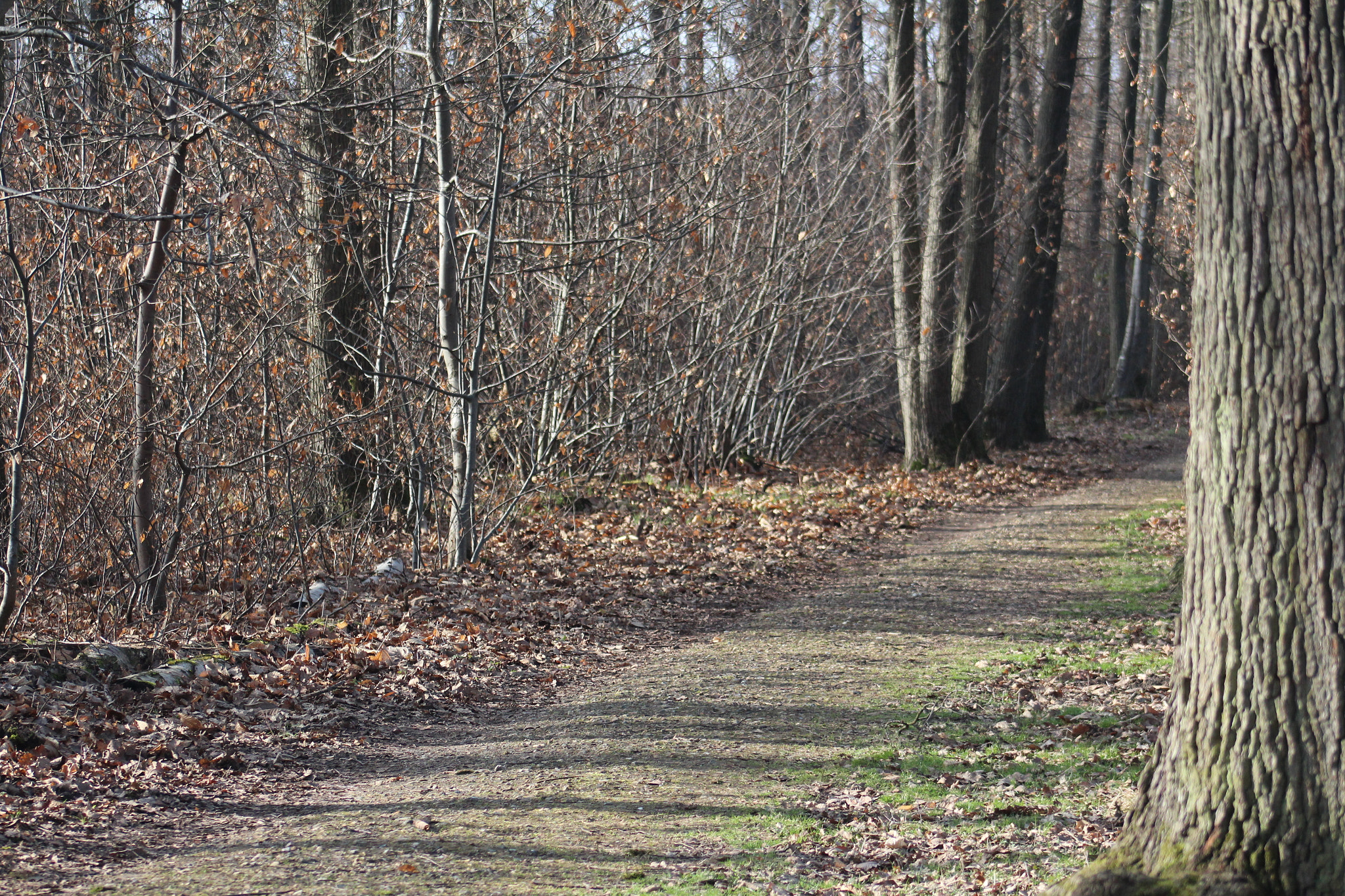 Canon EF 75-300mm f/4-5.6 USM sample photo. Img photography