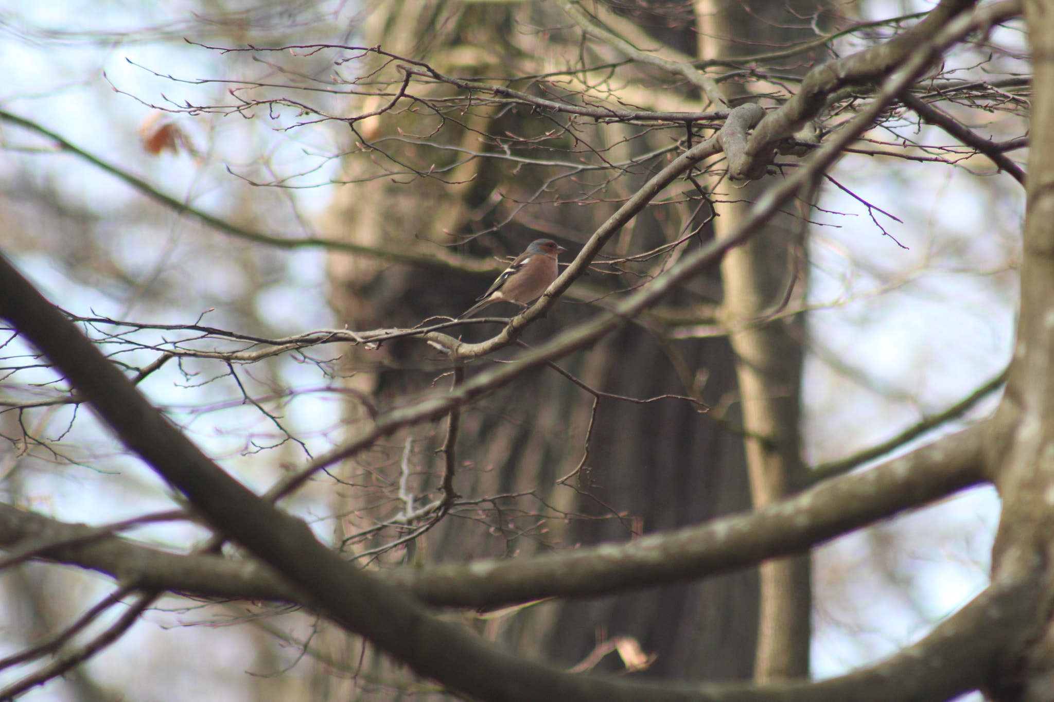Canon EF 75-300mm f/4-5.6 USM sample photo. Img photography