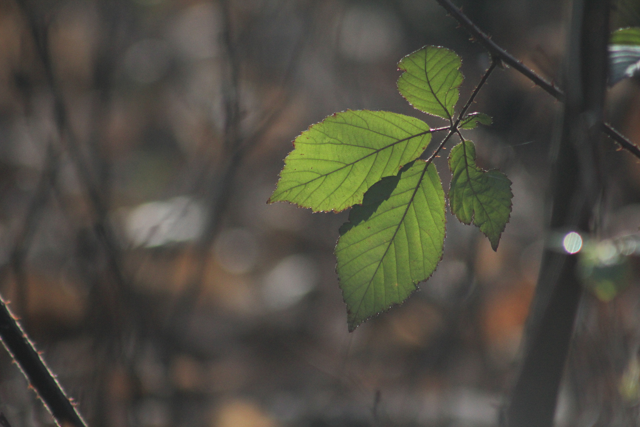 Canon EF 75-300mm f/4-5.6 USM sample photo. Img photography