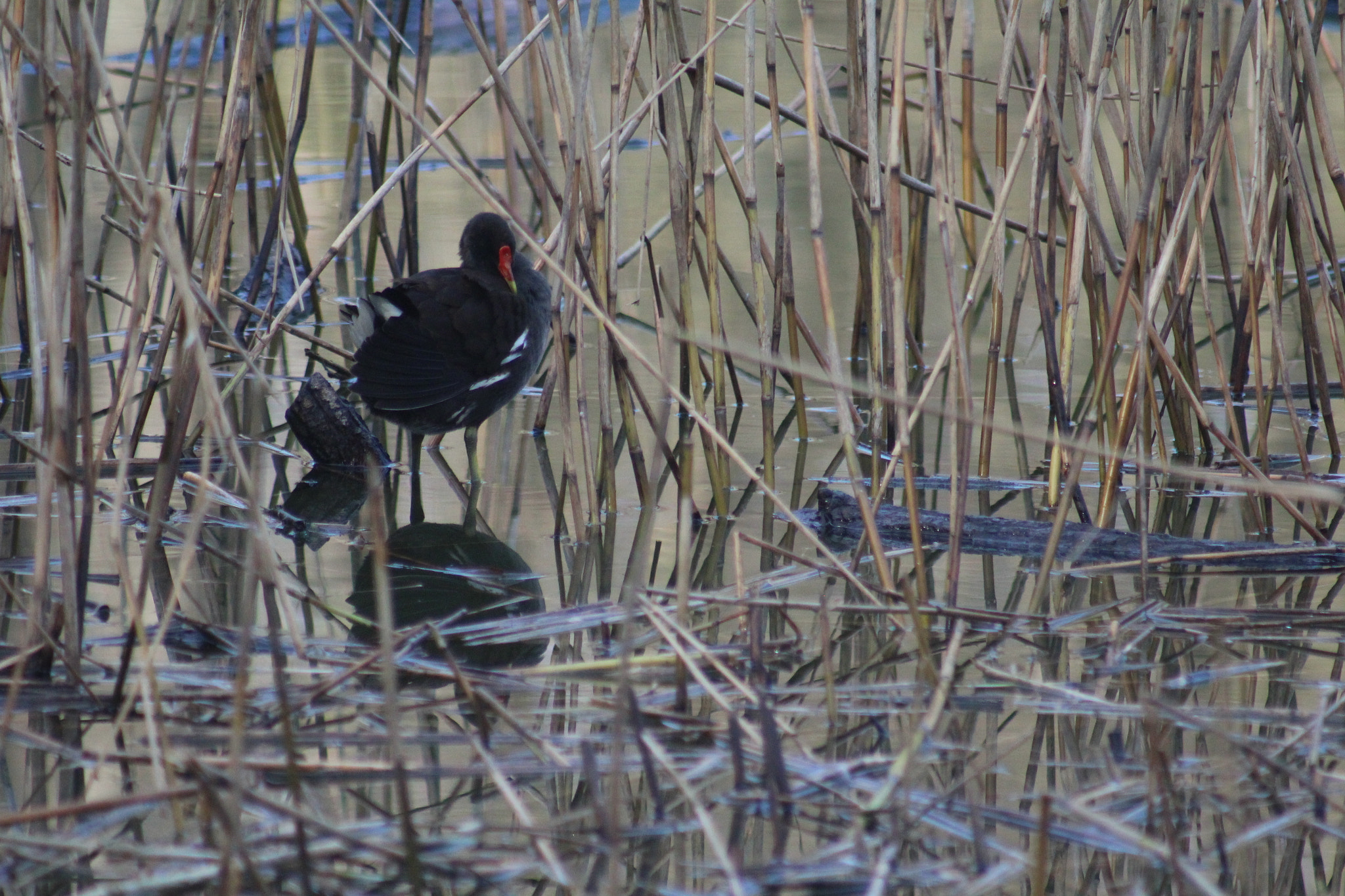Canon EF 75-300mm f/4-5.6 USM sample photo. Img photography