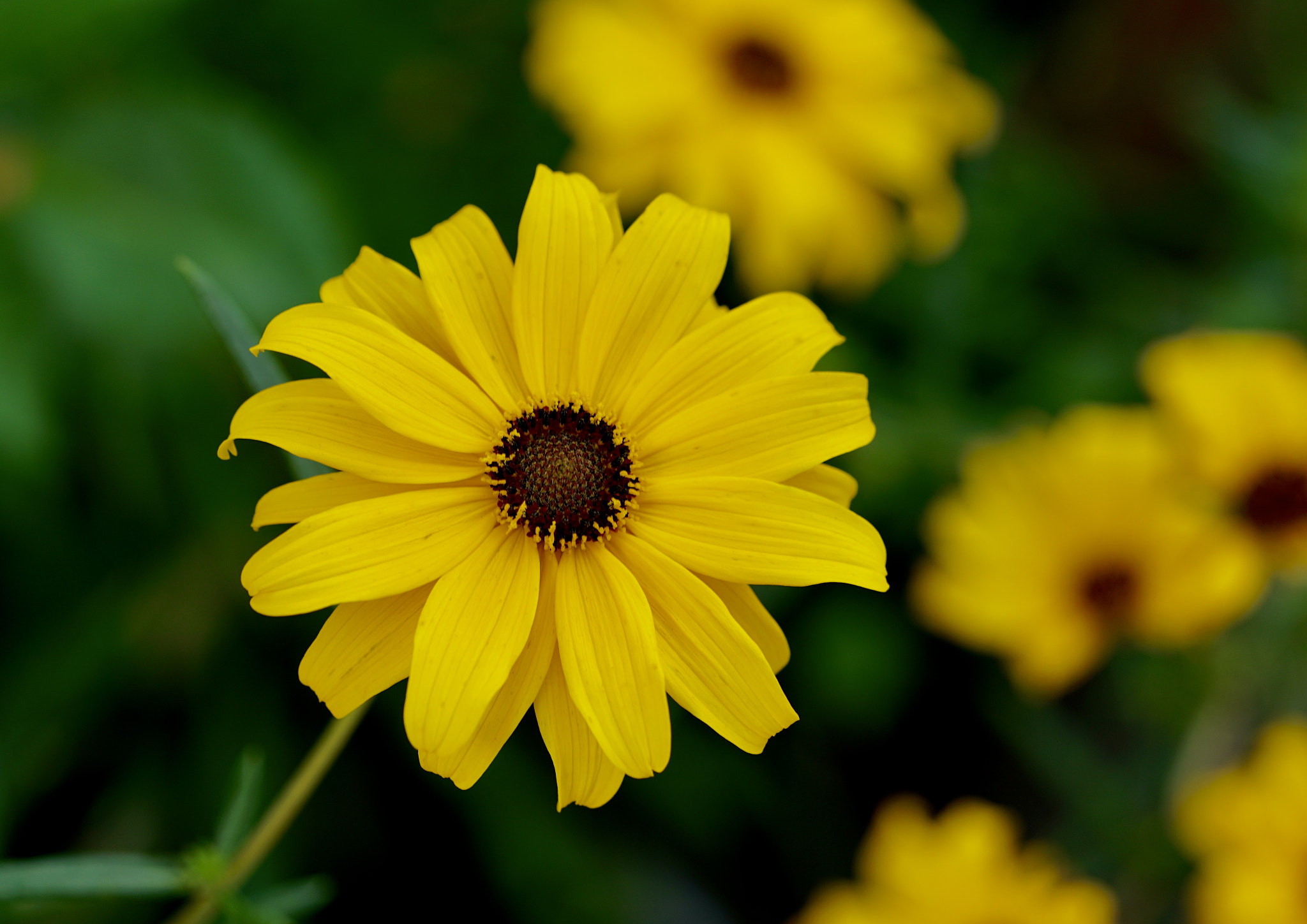 Sony a7R II + Sony FE 90mm F2.8 Macro G OSS sample photo
