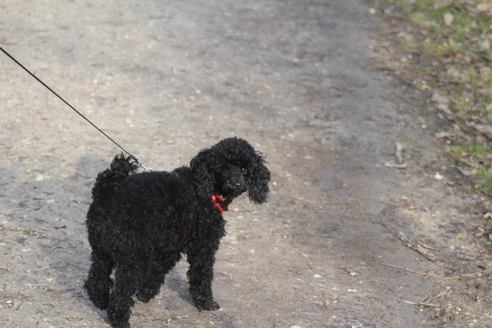 Canon EF 75-300mm f/4-5.6 USM sample photo. Img photography