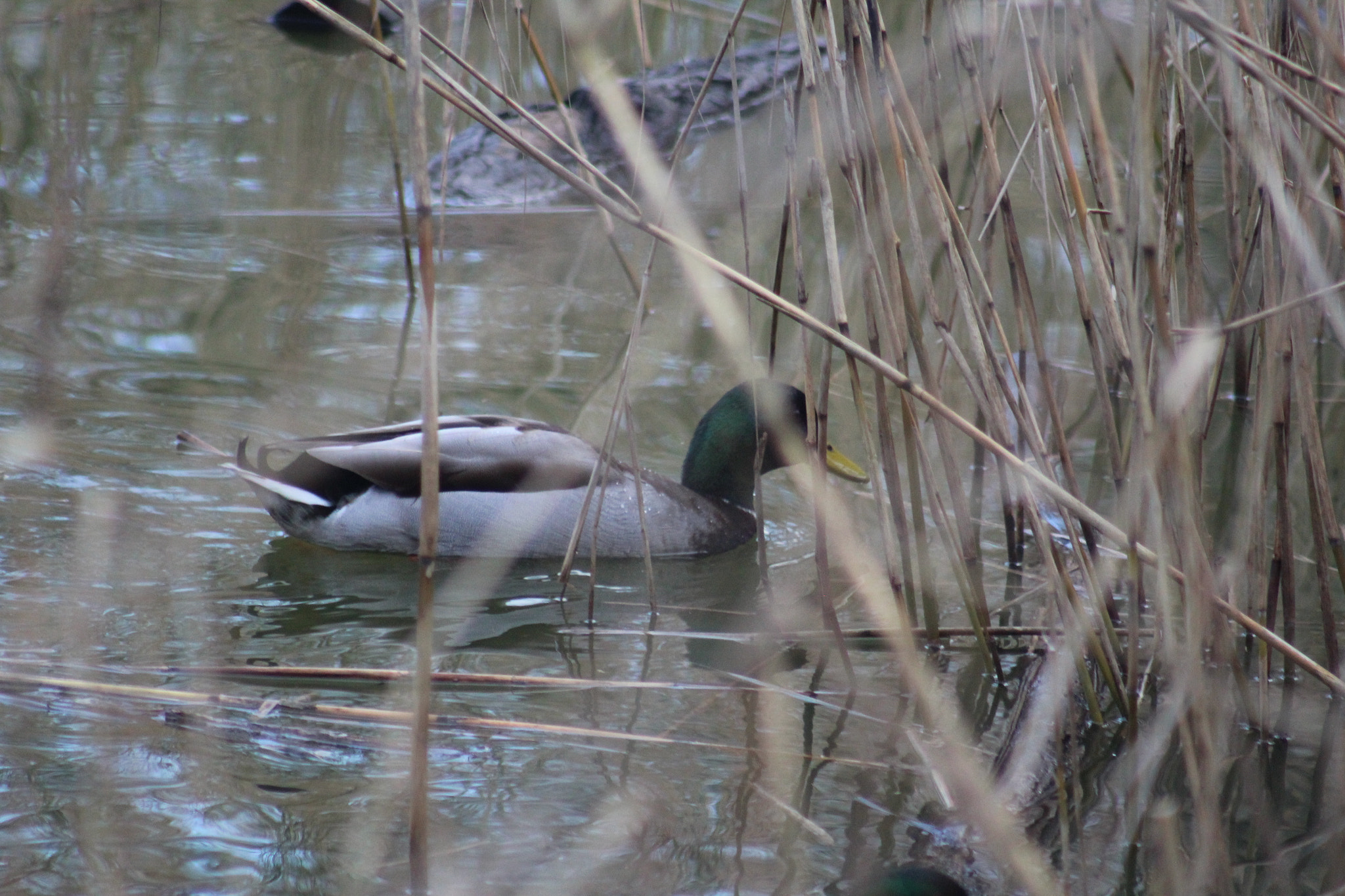 Canon EF 75-300mm f/4-5.6 USM sample photo. Img photography