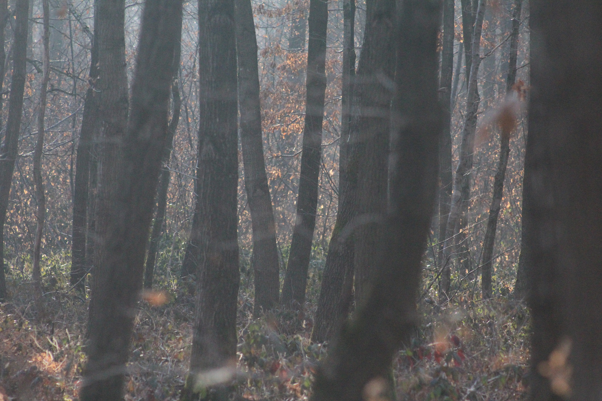 Canon EF 75-300mm f/4-5.6 USM sample photo. Img photography