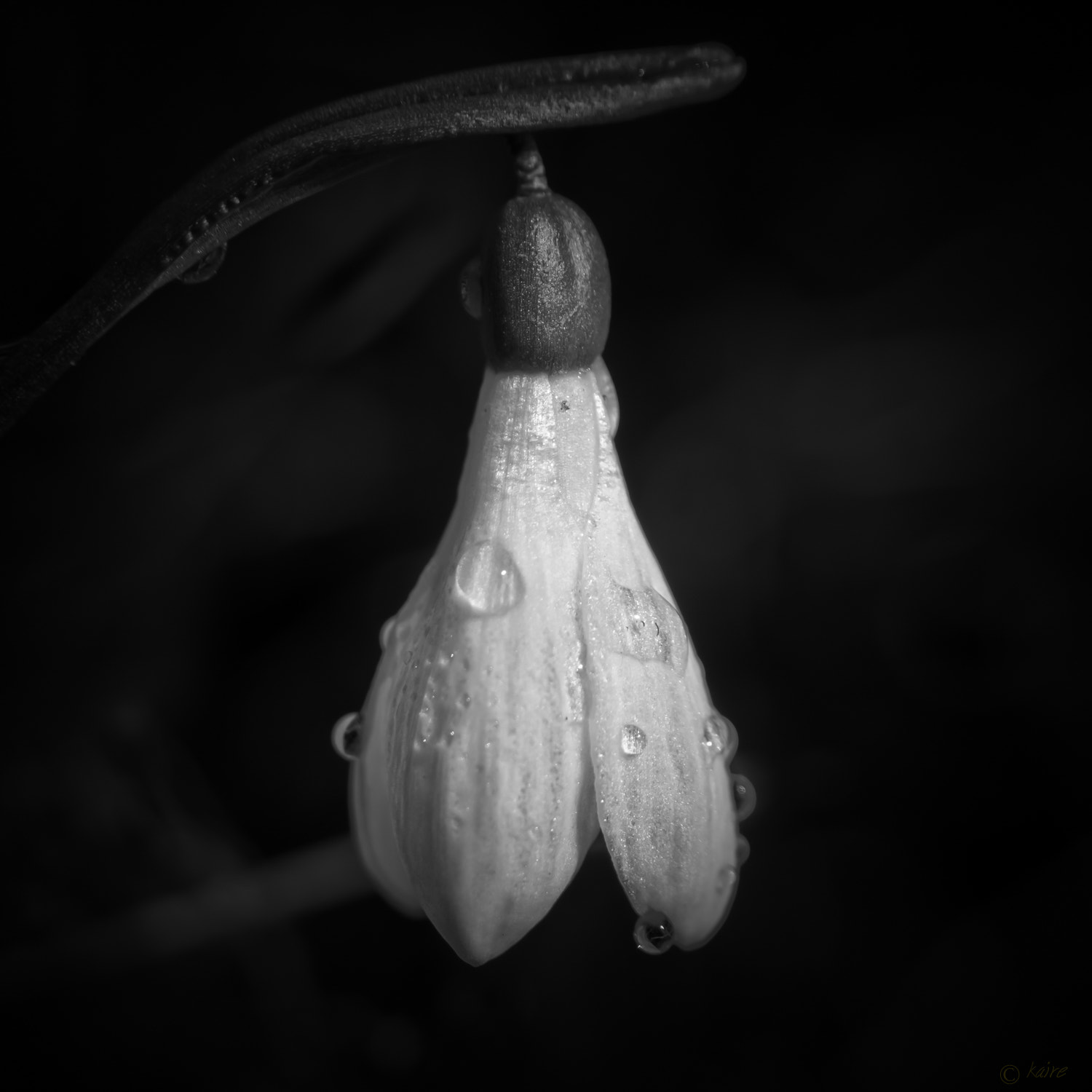 Sony DT 18-70mm F3.5-5.6 sample photo. Droplets photography