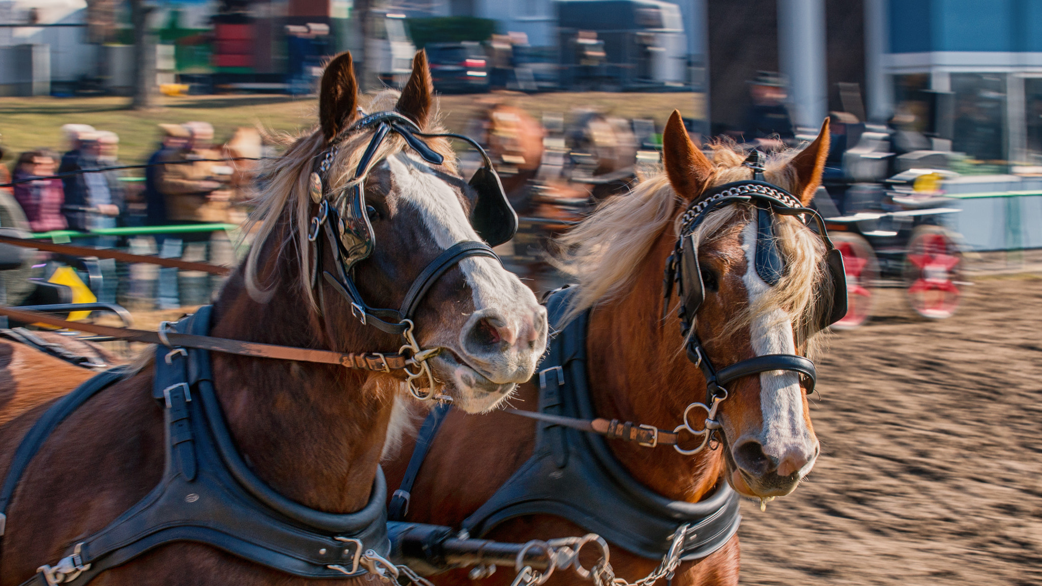Sony Alpha DSLR-A850 + Minolta/Sony AF 70-200mm F2.8 G sample photo. Leonberger pferdemarkt photography