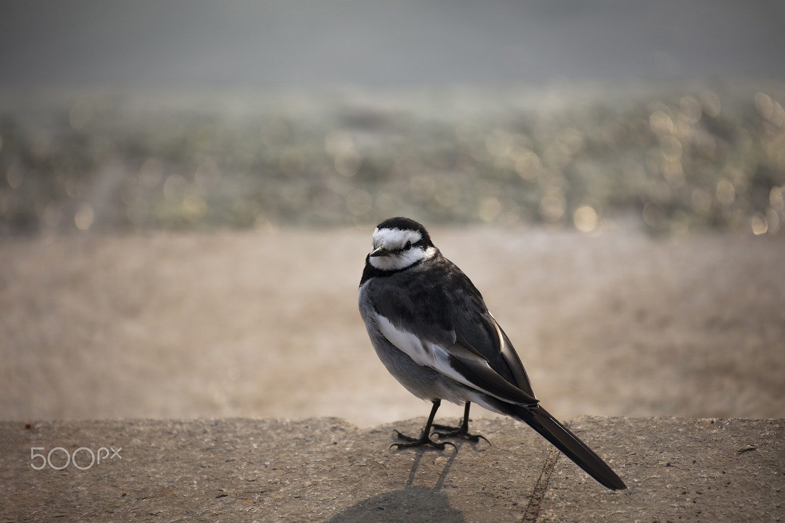 Canon EF 70-300mm F4-5.6L IS USM sample photo. White wagtail photography