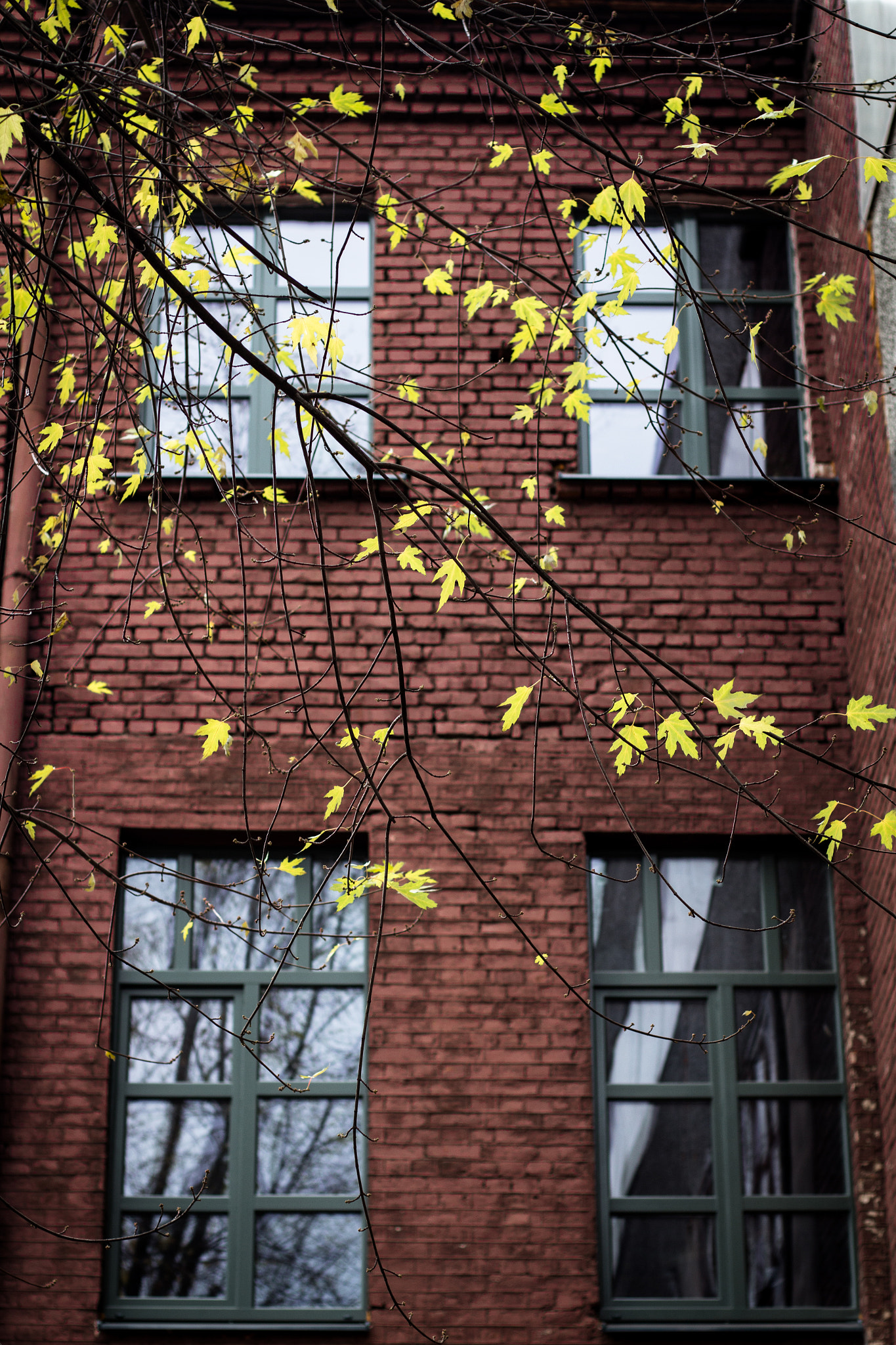 Canon EOS 650D (EOS Rebel T4i / EOS Kiss X6i) + Canon EF 50mm F1.8 STM sample photo. Secret life inside photography