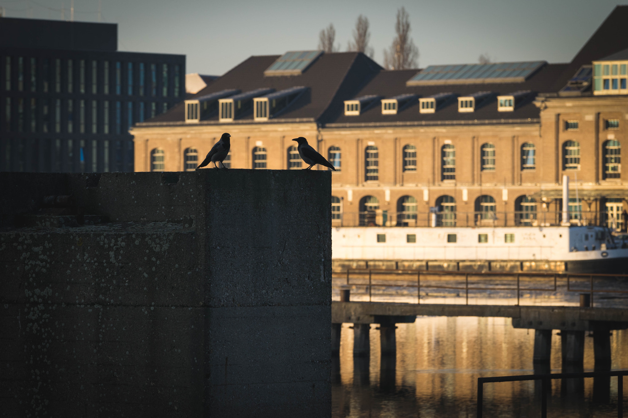 Sony a7 + Sony FE 70-200mm F4 G OSS sample photo. Two birds photography