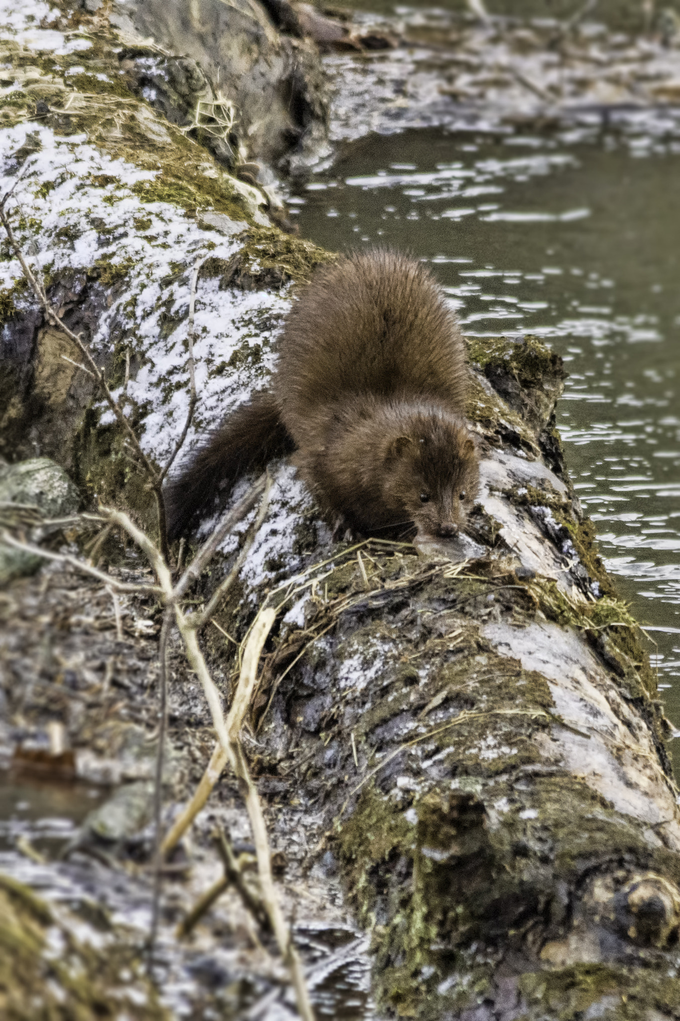 Sigma 150-500mm F5-6.3 DG OS HSM sample photo. Morning mink photography