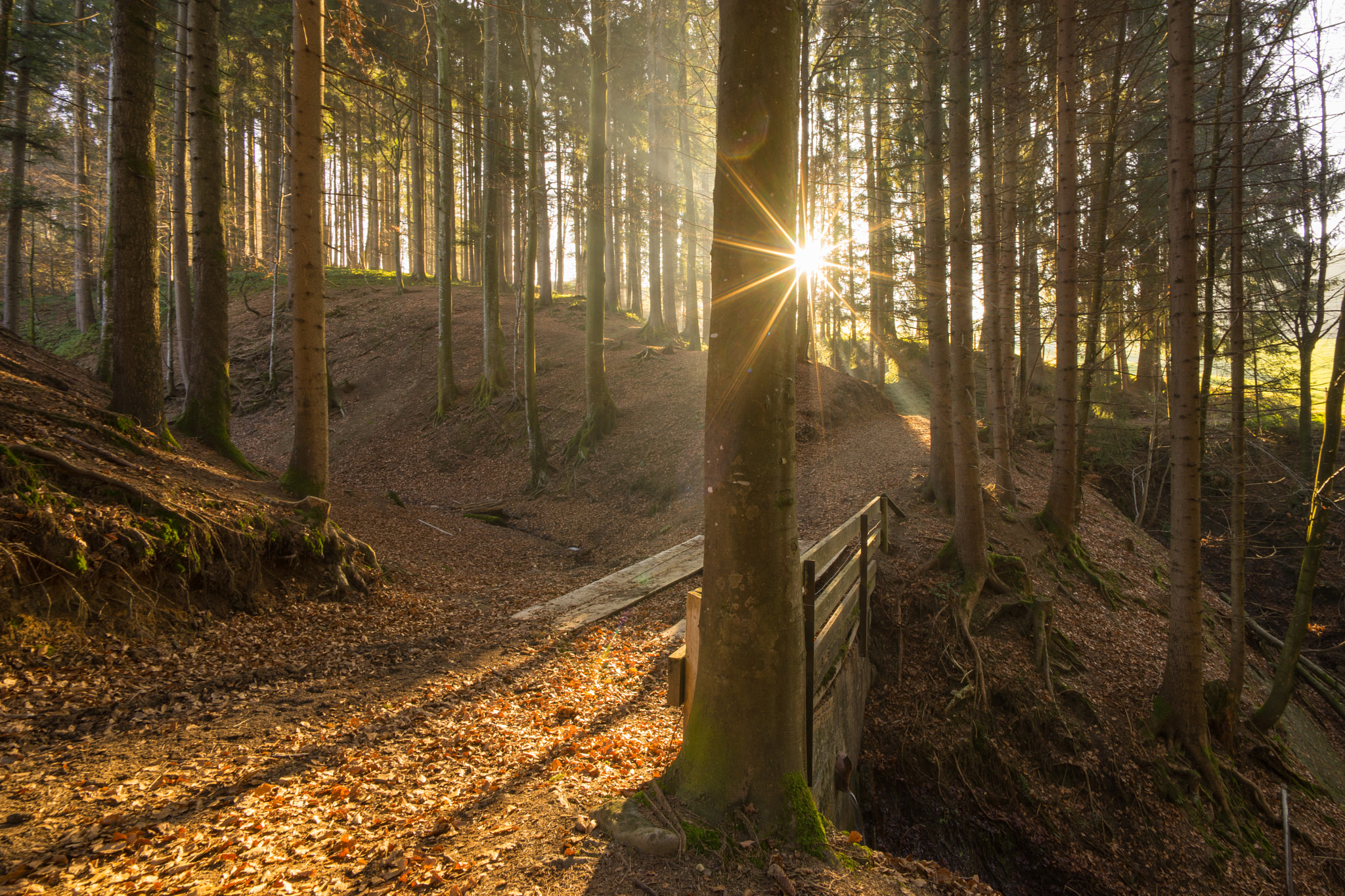 Sony a7 II + Voigtlander SUPER WIDE-HELIAR 15mm F4.5 III sample photo. Sunset light in the forest photography