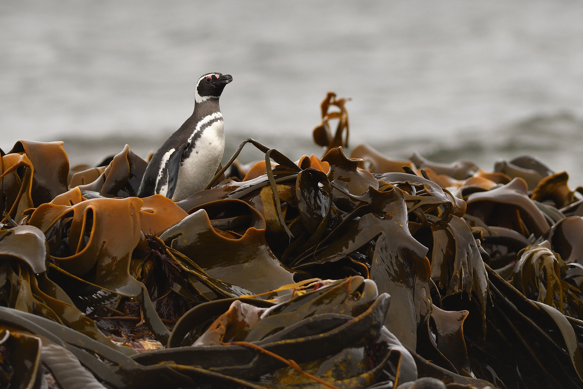 Nikon D500 sample photo. Kelp photography