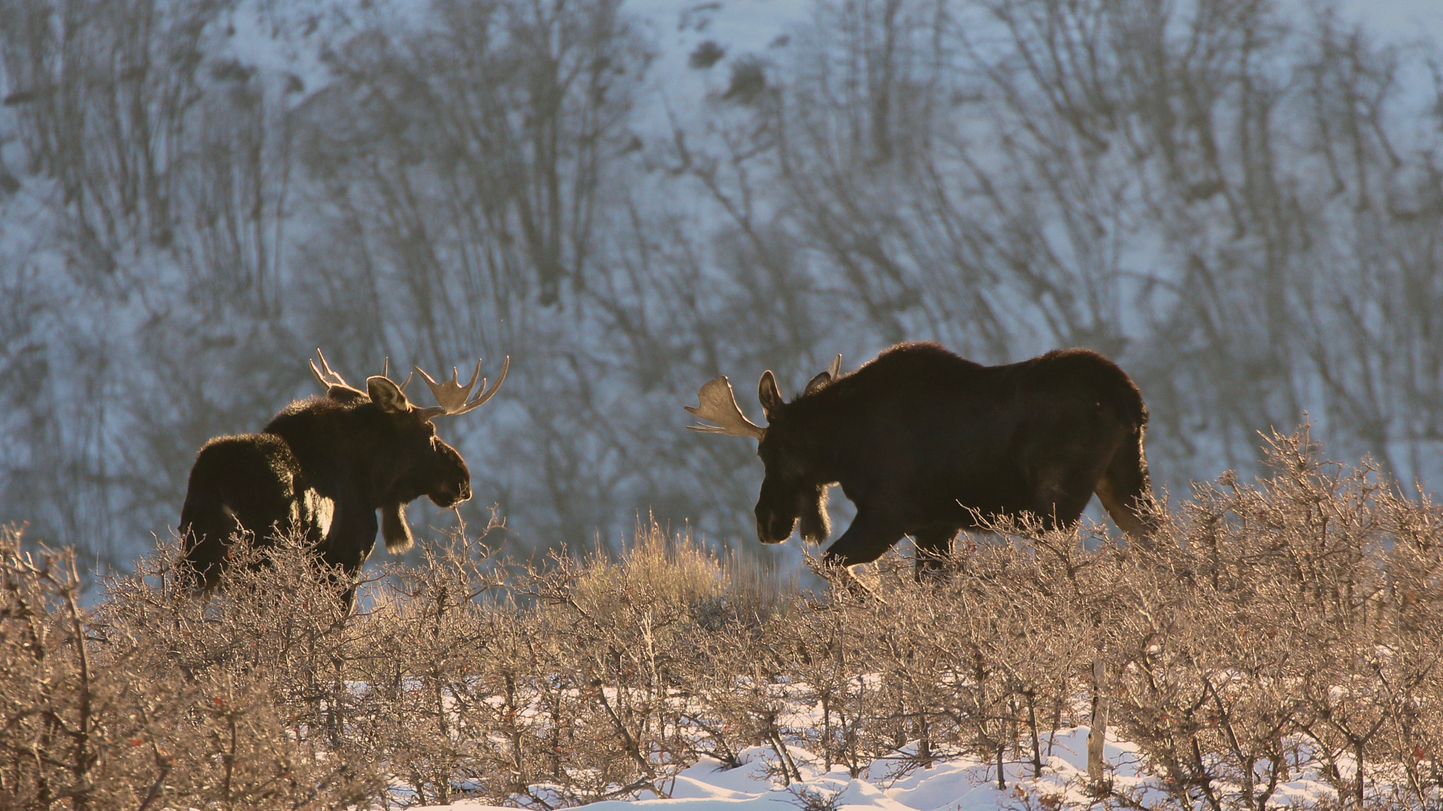 Canon EF 70-300mm F4-5.6L IS USM sample photo. Utah moose photography