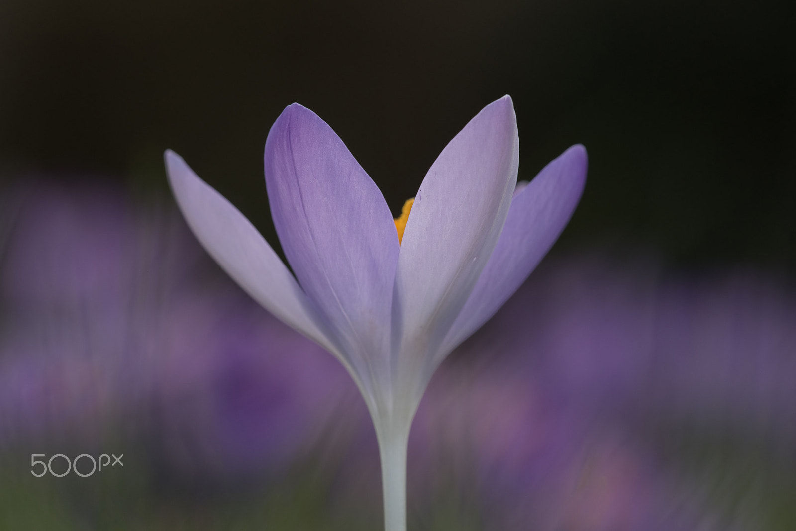 Sigma 150mm F2.8 EX DG Macro HSM sample photo. Reaching up photography