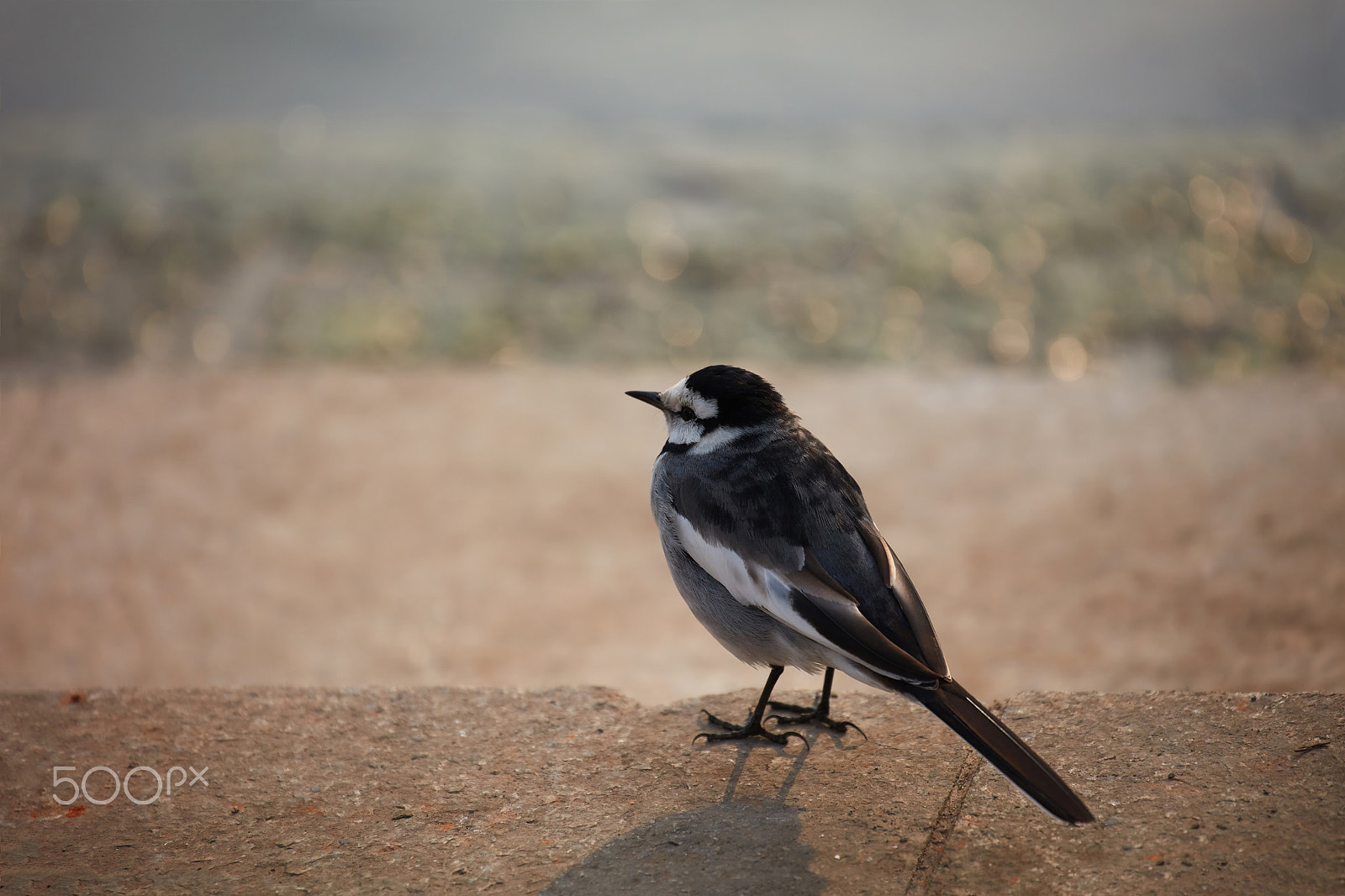 Canon EF 70-300mm F4-5.6L IS USM sample photo. White wagtail photography