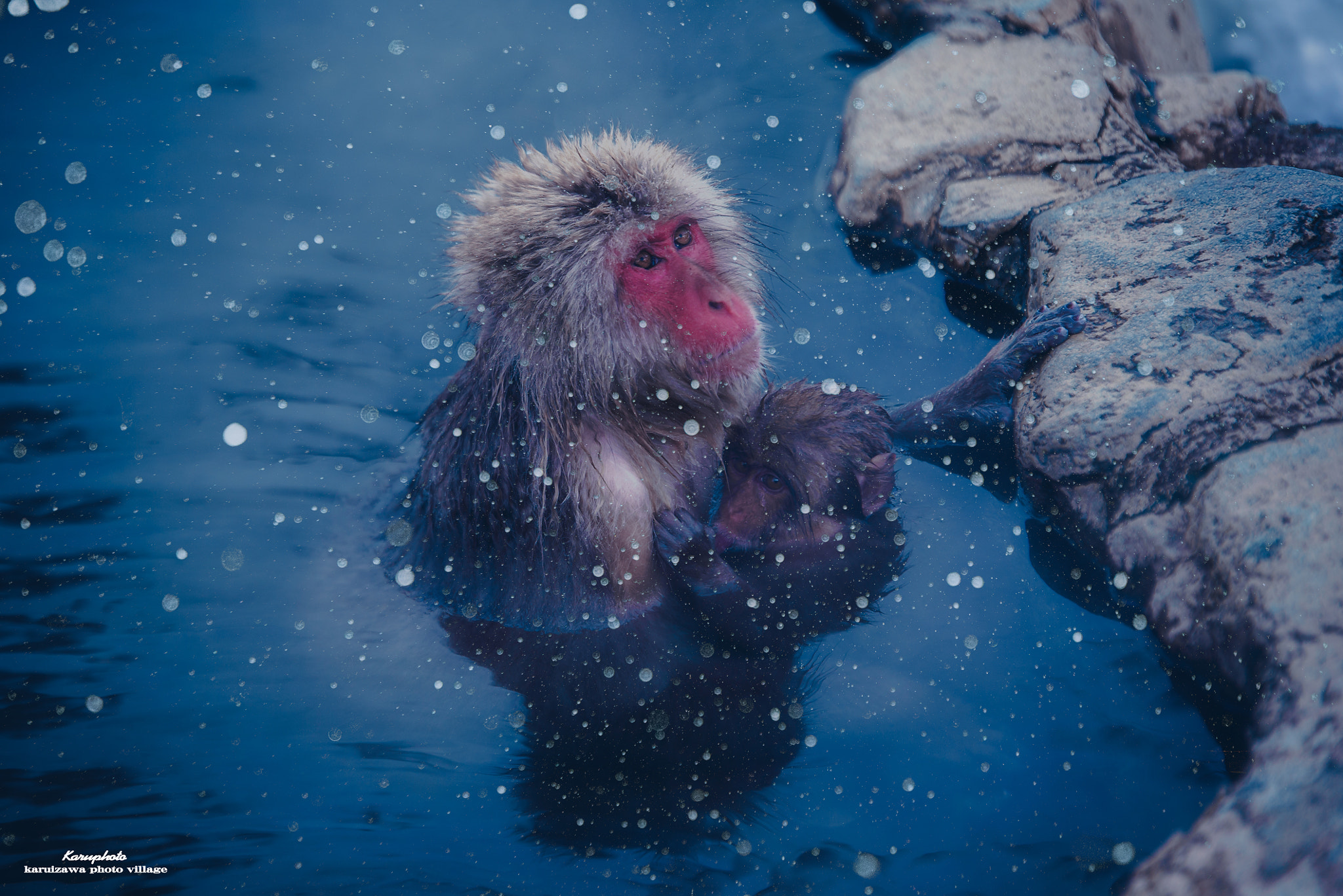 Sony a7S + Tamron SP 70-200mm F2.8 Di VC USD sample photo. Snow monkey photography