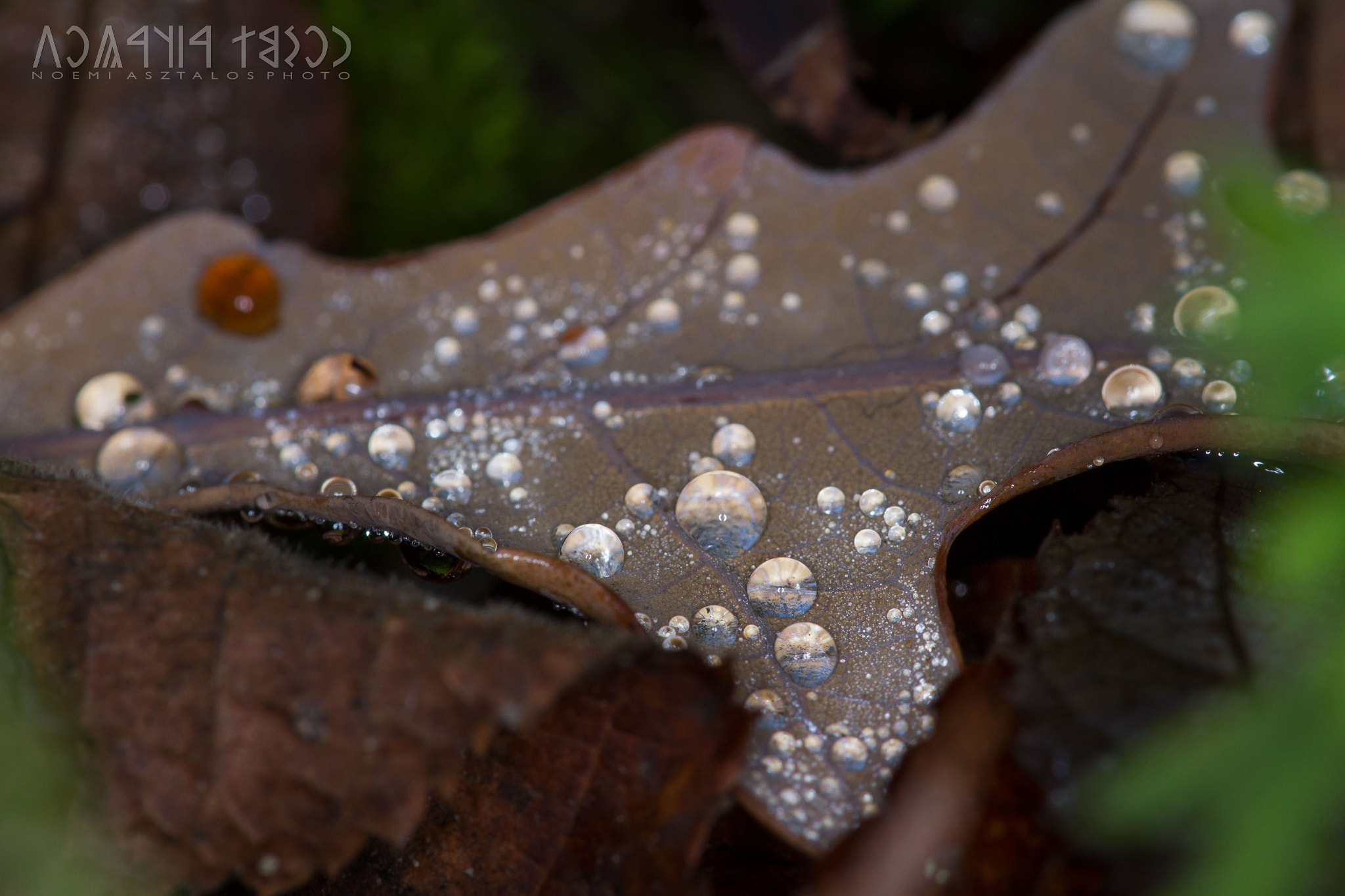 Canon EF 180mm F3.5L Macro USM sample photo. After rain photography