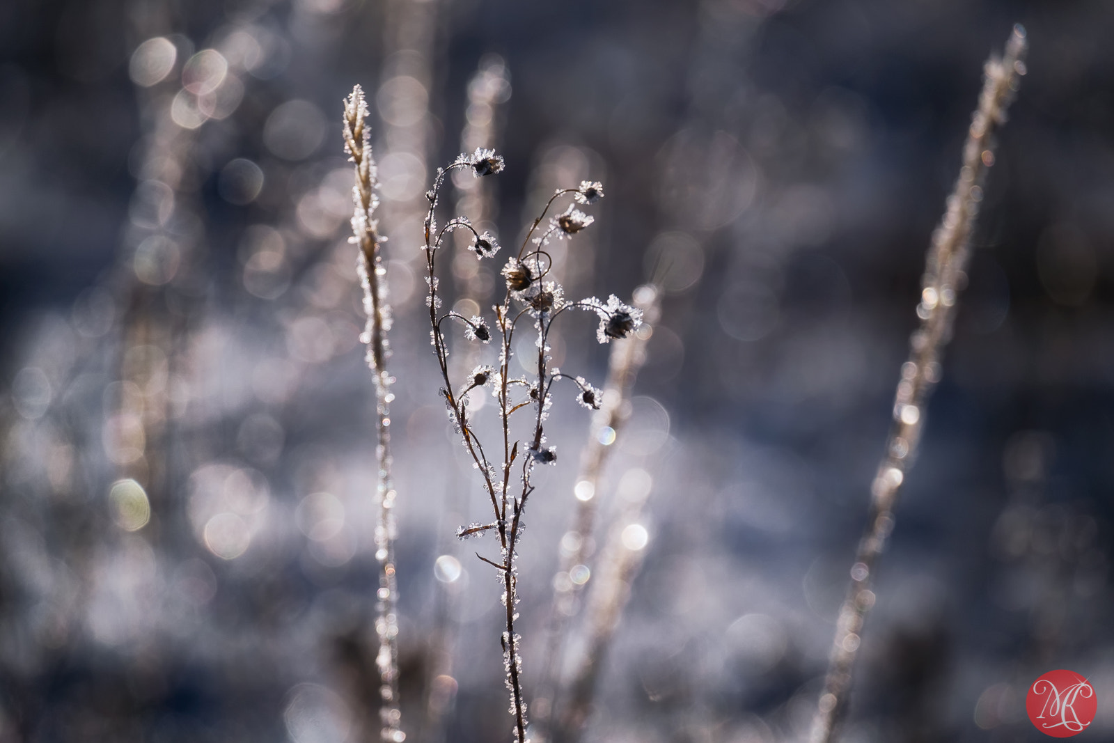 Fujifilm X-E2 + Fujifilm XF 55-200mm F3.5-4.8 R LM OIS sample photo. Brilliant photography